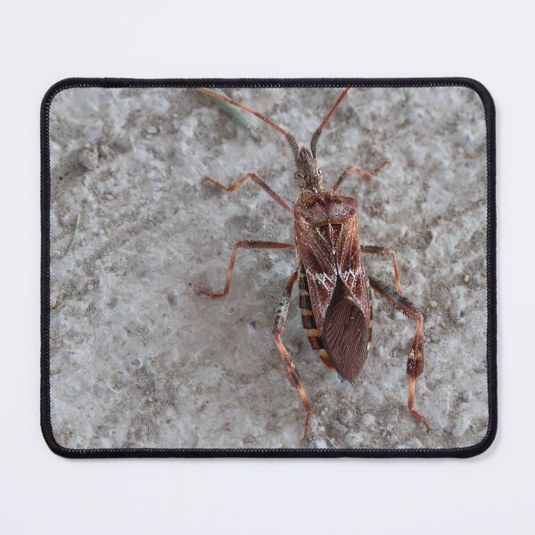 Item preview, Close-up of Western Conifer Seed Bug designed and sold by lisavonbiela.