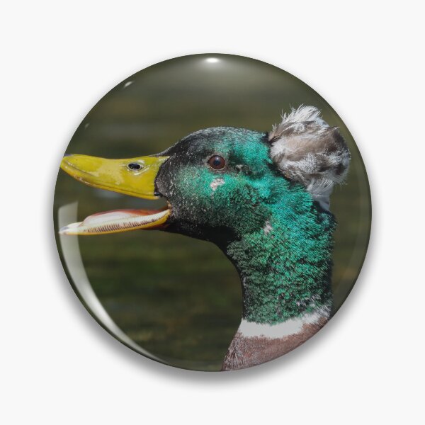 Item preview, Mallard x crested duck hybrid designed and sold by GreyFeatherPhot.