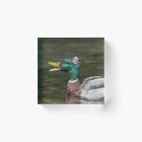 Item preview, Mallard x crested duck hybrid designed and sold by GreyFeatherPhot.