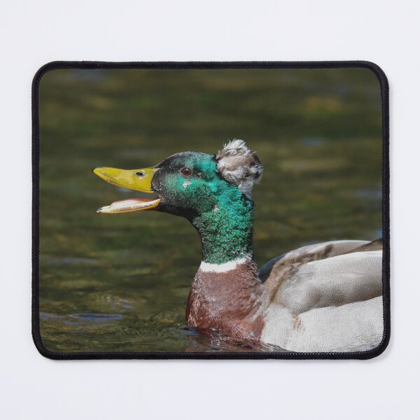 Item preview, Mallard x crested duck hybrid designed and sold by GreyFeatherPhot.