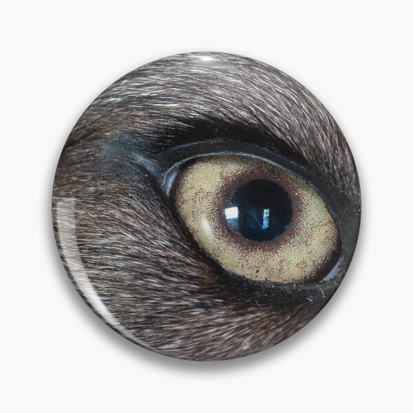 Item preview, Close-up of taxidermed wolf eye designed and sold by lisavonbiela.