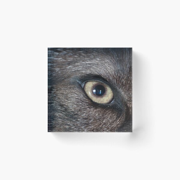 Item preview, Close-up of taxidermed wolf eye designed and sold by lisavonbiela.