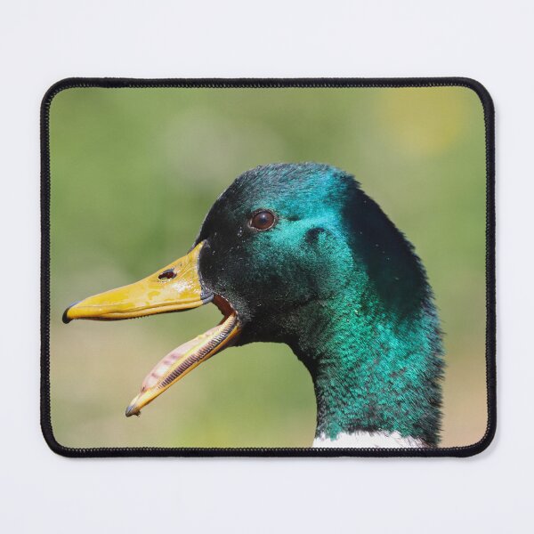 Item preview, Quacking mallard drake designed and sold by GreyFeatherPhot.