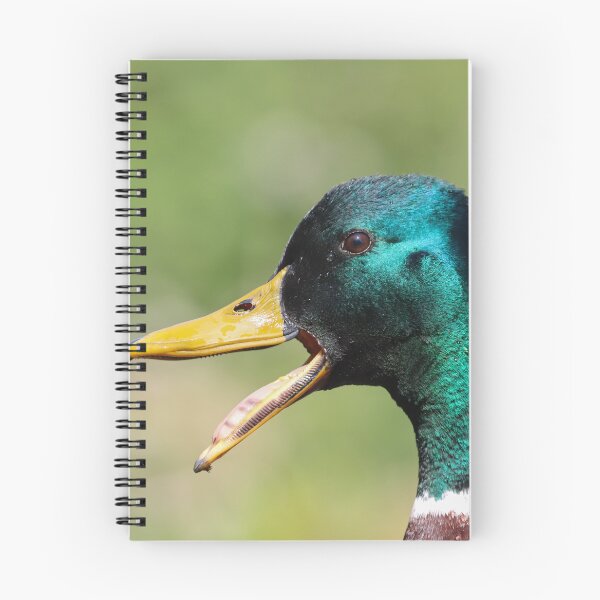 Item preview, Quacking mallard drake designed and sold by GreyFeatherPhot.