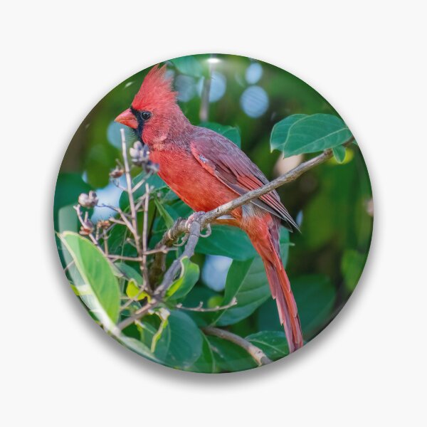 Item preview, The Beautiful Male Cardinal  designed and sold by Lanis Rossi.