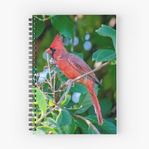 Item preview, The Beautiful Male Cardinal  designed and sold by Lanis Rossi.
