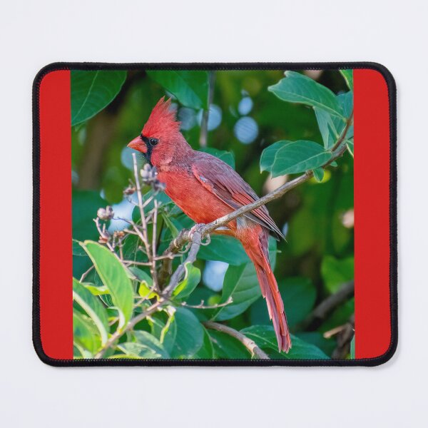 Item preview, The Beautiful Male Cardinal designed and sold by Lanis Rossi.
