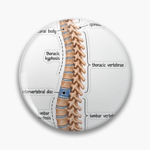 Item preview, Anatomy Vertebral Column Clay Physical Therapy Sticker designed and sold by isokinetic.
