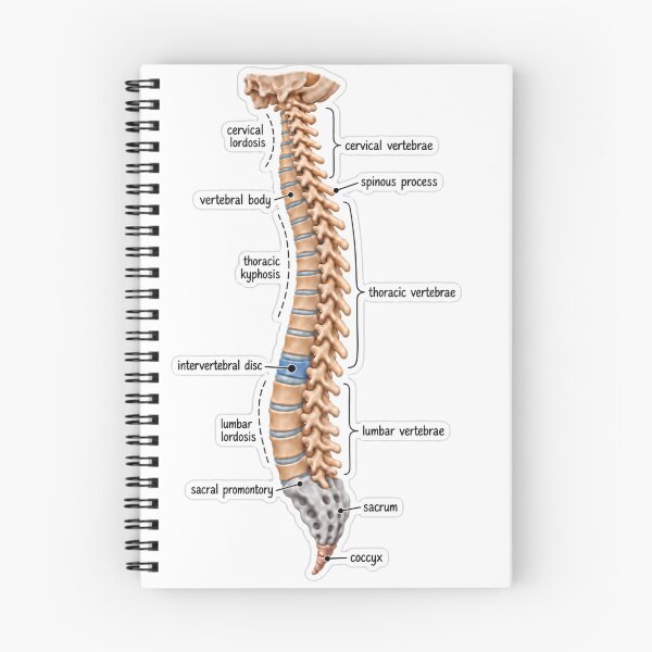 Item preview, Anatomy Vertebral Column Clay Physical Therapy Sticker designed and sold by isokinetic.