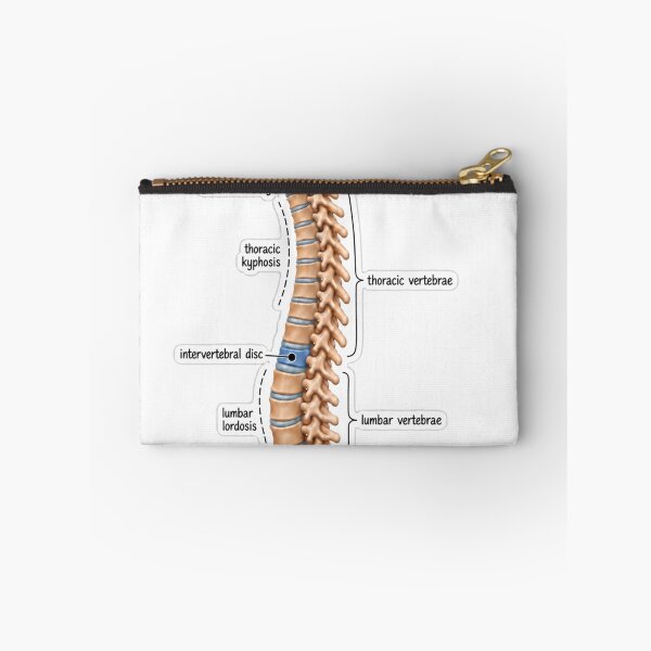 Item preview, Anatomy Vertebral Column Clay Physical Therapy Sticker designed and sold by isokinetic.
