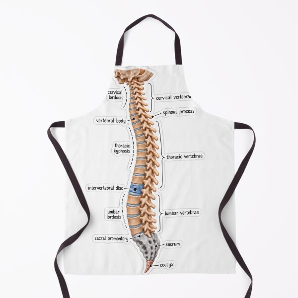 Item preview, Anatomy Vertebral Column Clay Physical Therapy Sticker designed and sold by isokinetic.