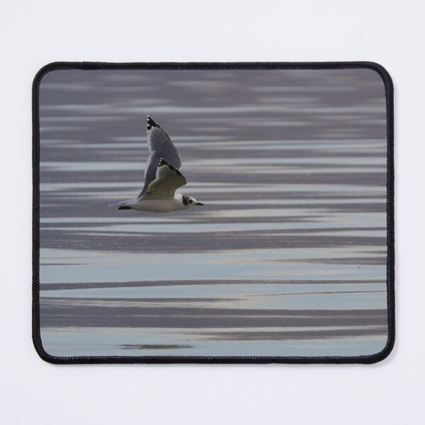 Item preview, Soaring Gull designed and sold by CoypuCoyote.