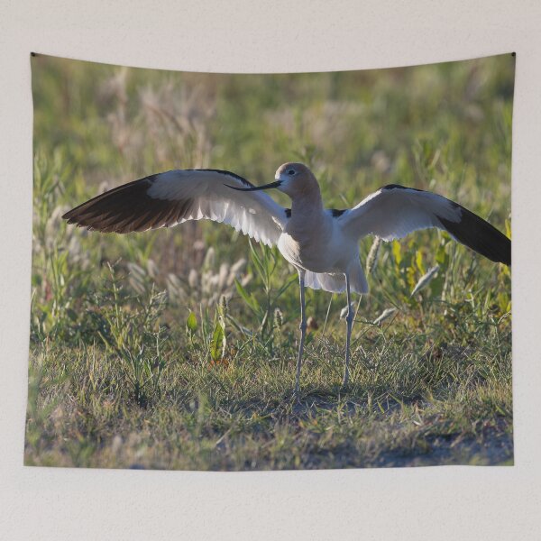 Item preview, American Avocet designed and sold by CoypuCoyote.