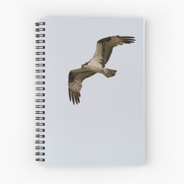 Item preview, Osprey in Flight designed and sold by CoypuCoyote.