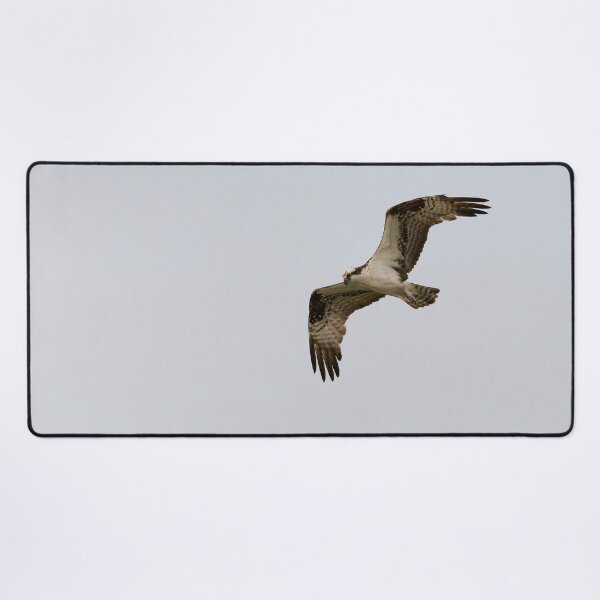 Item preview, Osprey in Flight designed and sold by CoypuCoyote.