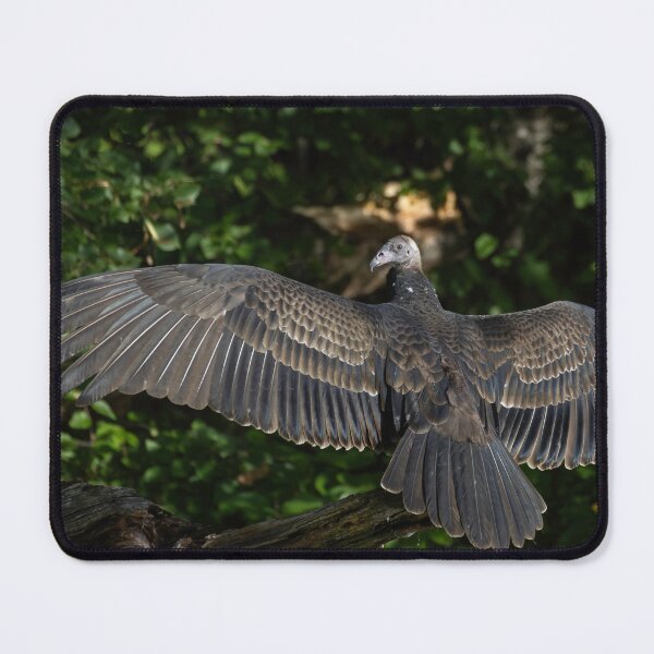 Item preview, Young Turkey Vulture drying it's wings 9-13-2026 designed and sold by Thomasyoung.