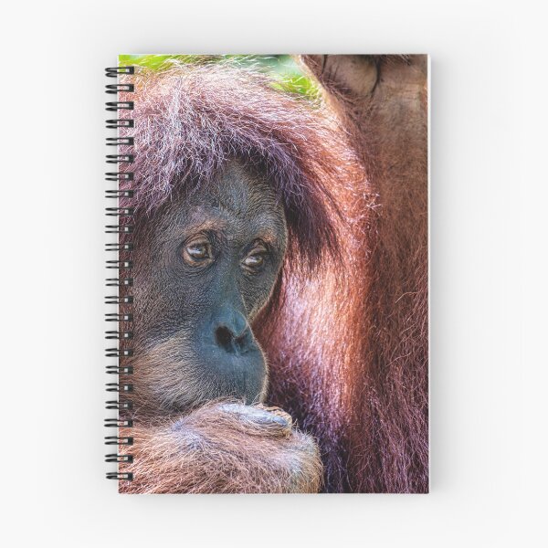 Artikelvorschau, Orang-Utan 04 entworfen und verkauft von photograham.