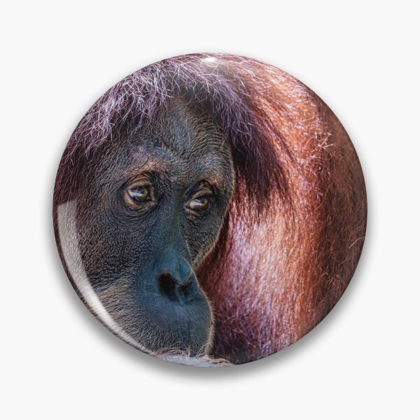 Artikelvorschau, Orang-Utan 04 entworfen und verkauft von photograham.