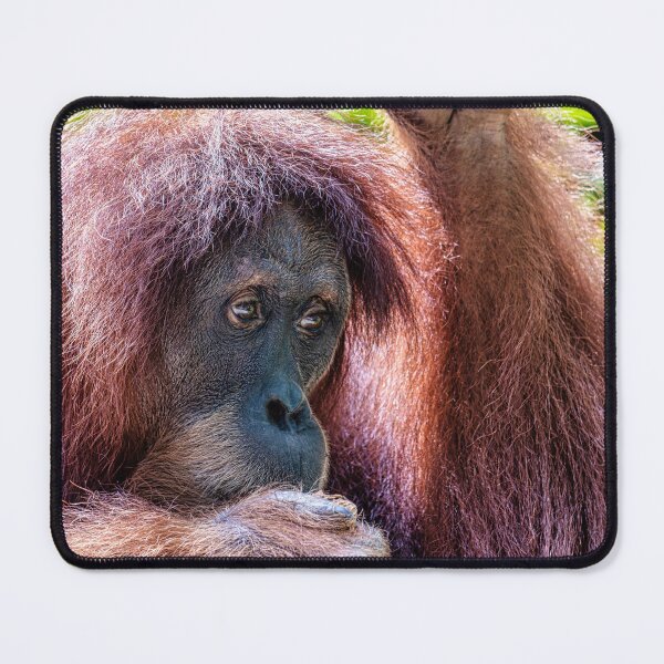 Item preview, Orang Utan 04 designed and sold by photograham.