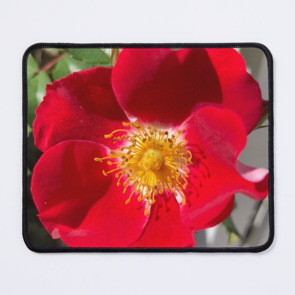 Item preview, Red Rose designed and sold by Amanda1775.