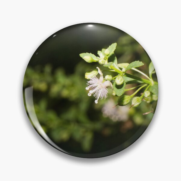 Item preview, sweet broomweed, licorice weed, or goatweed designed and sold by ROSE ANN BANILAR.
