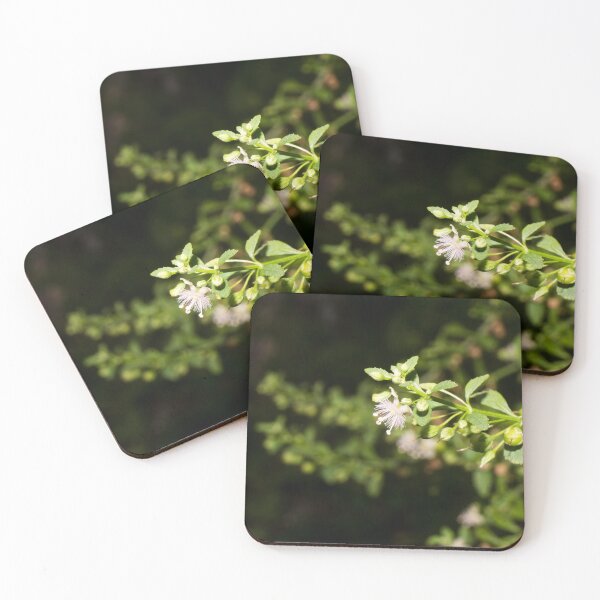 Item preview, sweet broomweed, licorice weed, or goatweed designed and sold by ROSE ANN BANILAR.