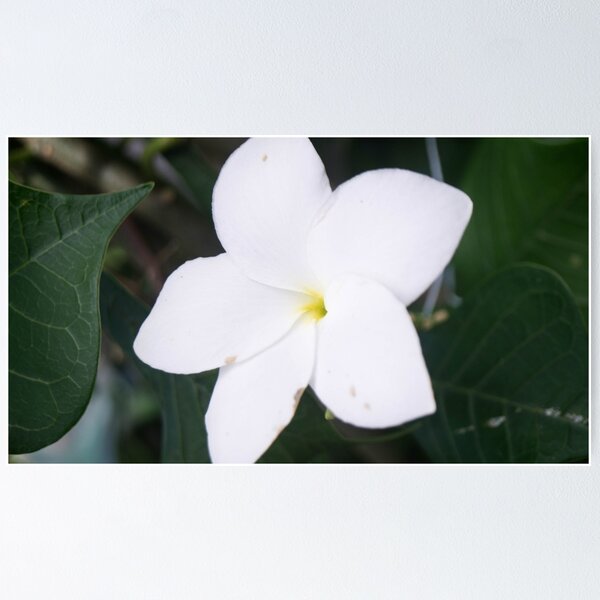 Artikelvorschau, Plumeria pudica entworfen und verkauft von ROSE ANN BANILAR.