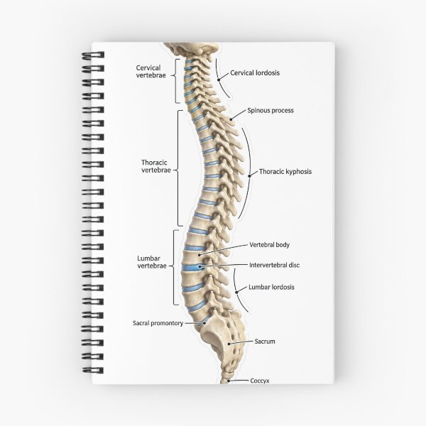 Item preview, Anatomy Vertebral Column 3D Physical Therapy Sticker designed and sold by isokinetic.