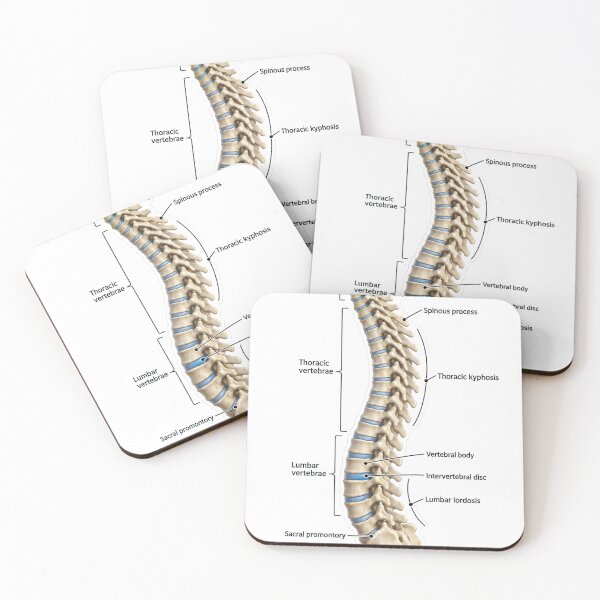 Item preview, Anatomy Vertebral Column 3D Physical Therapy Sticker designed and sold by isokinetic.