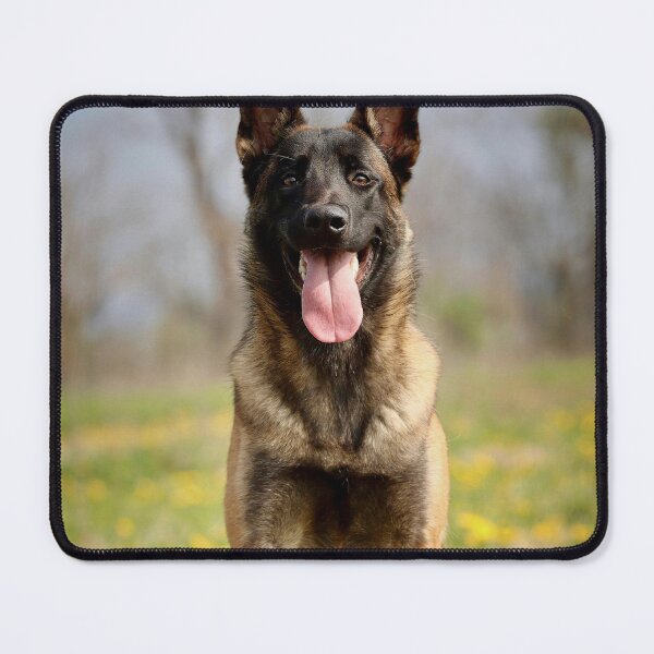 Item preview, Portrait of Belgian Malinois Dog designed and sold by VanGaldo.