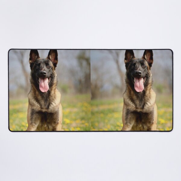 Item preview, Portrait of Belgian Malinois Dog designed and sold by VanGaldo.