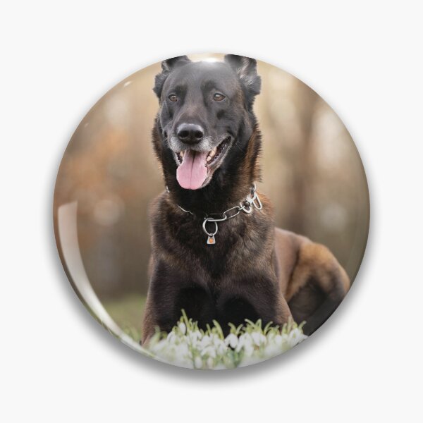 Item preview, Belgian Malinois Dog Lying on White Flowers designed and sold by VanGaldo.