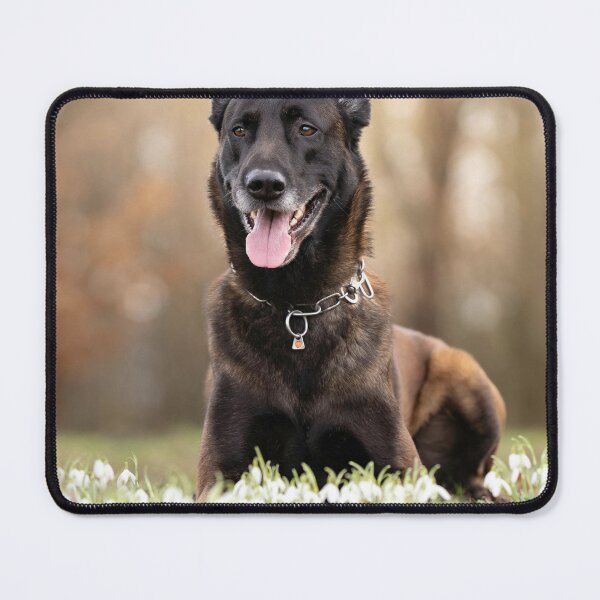 Item preview, Belgian Malinois Dog Lying on White Flowers designed and sold by VanGaldo.