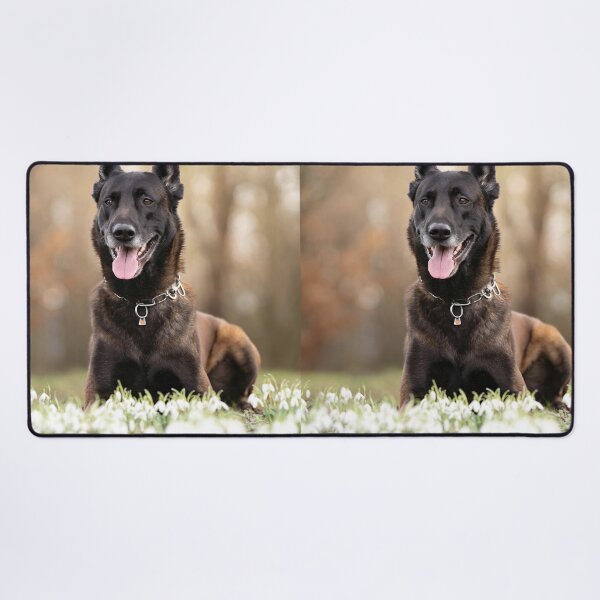 Item preview, Belgian Malinois Dog Lying on White Flowers designed and sold by VanGaldo.