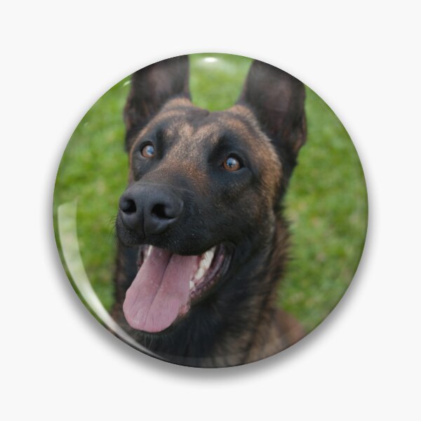 Item preview, Belgian Malinois Dog Waiting for Command designed and sold by VanGaldo.