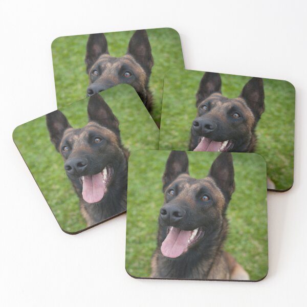 Item preview, Belgian Malinois Dog Waiting for Command designed and sold by VanGaldo.