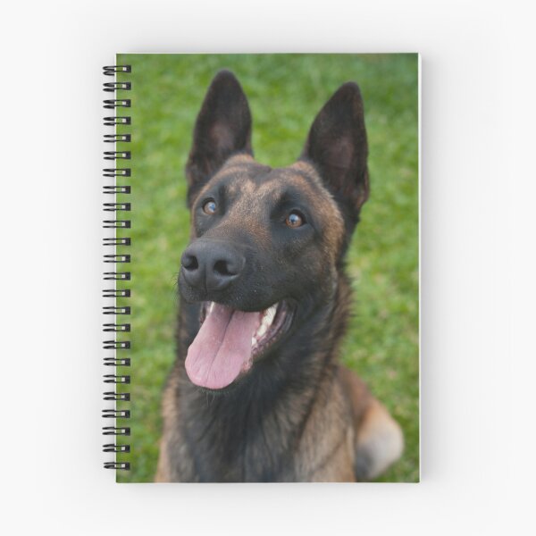 Item preview, Belgian Malinois Dog Waiting for Command designed and sold by VanGaldo.