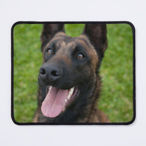 Item preview, Belgian Malinois Dog Waiting for Command designed and sold by VanGaldo.