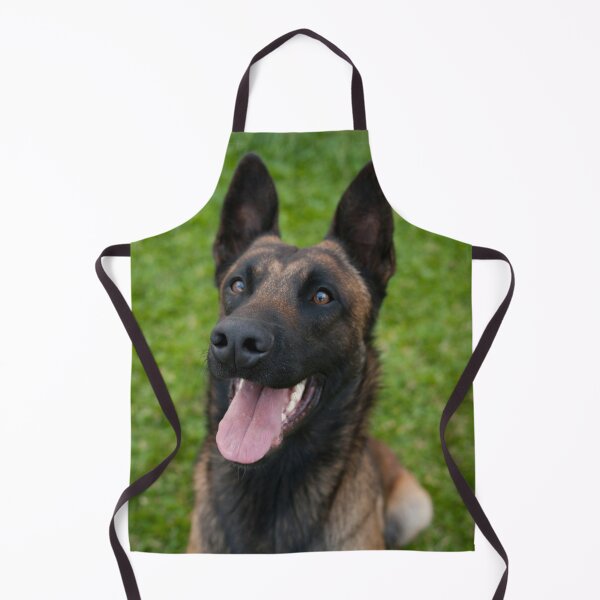 Item preview, Belgian Malinois Dog Waiting for Command designed and sold by VanGaldo.