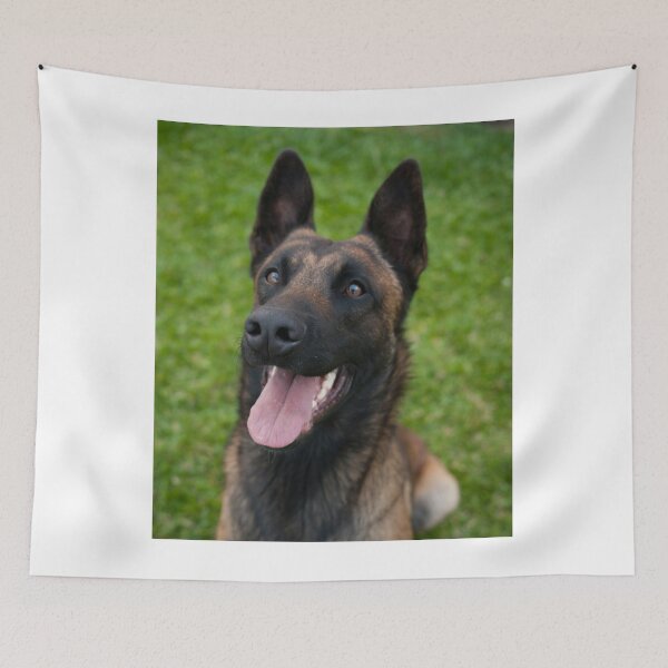 Item preview, Belgian Malinois Dog Waiting for Command designed and sold by VanGaldo.