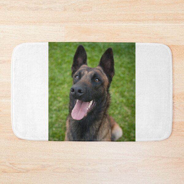 Item preview, Belgian Malinois Dog Waiting for Command designed and sold by VanGaldo.
