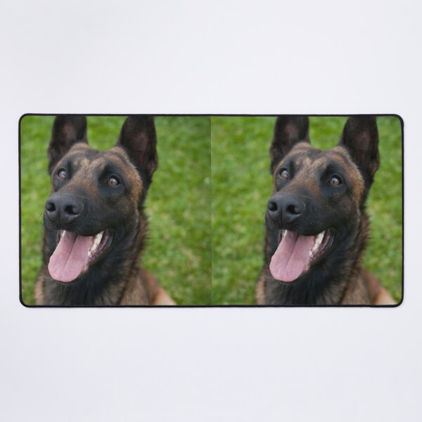 Item preview, Belgian Malinois Dog Waiting for Command designed and sold by VanGaldo.