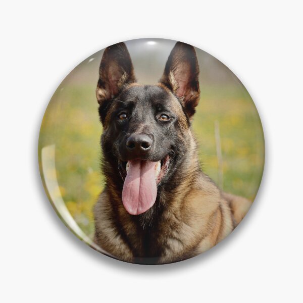 Item preview, Belgian Malinois Relaxing on the Grass designed and sold by VanGaldo.