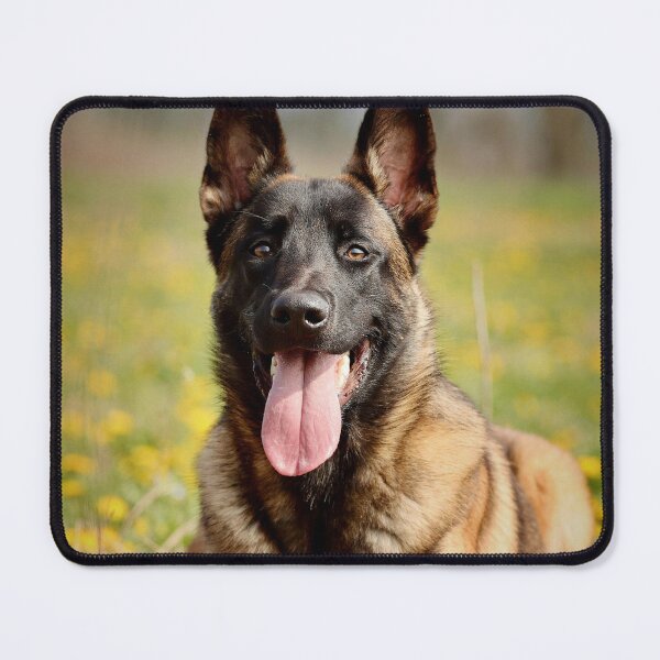 Item preview, Belgian Malinois Relaxing on the Grass designed and sold by VanGaldo.