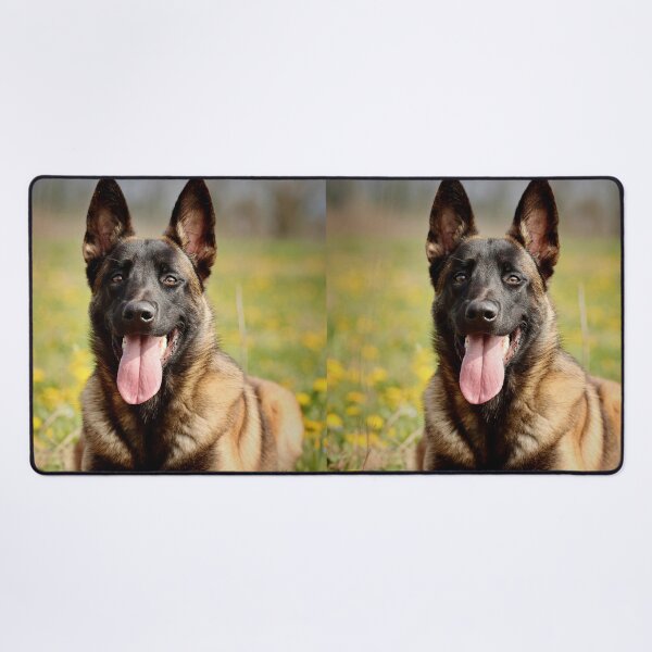 Item preview, Belgian Malinois Relaxing on the Grass designed and sold by VanGaldo.