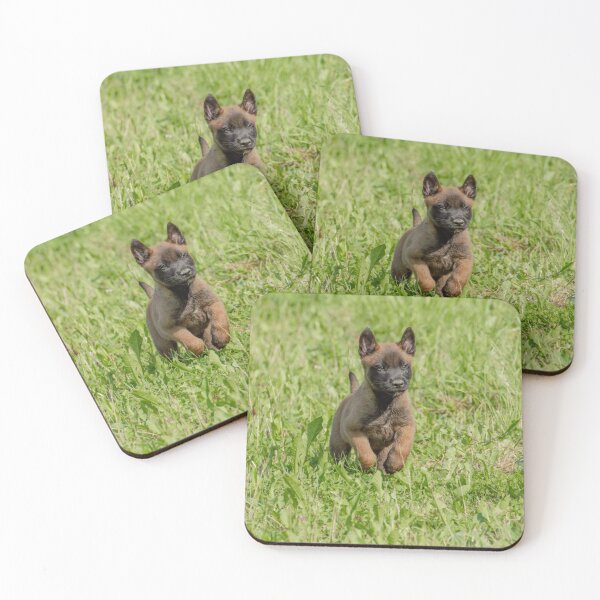 Item preview, Cute Belgian Malinois Puppy Running designed and sold by VanGaldo.