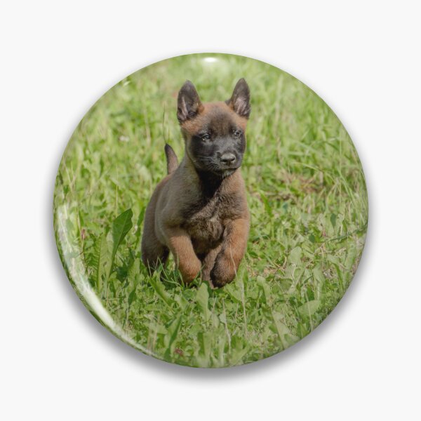 Item preview, Cute Belgian Malinois Puppy Running designed and sold by VanGaldo.
