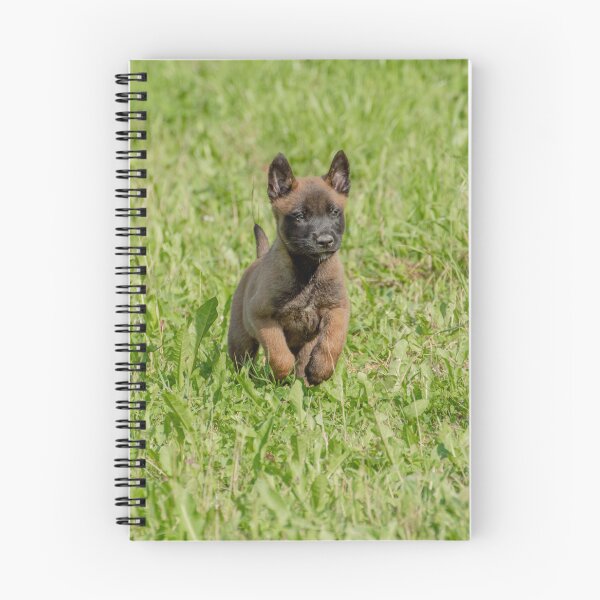 Item preview, Cute Belgian Malinois Puppy Running designed and sold by VanGaldo.