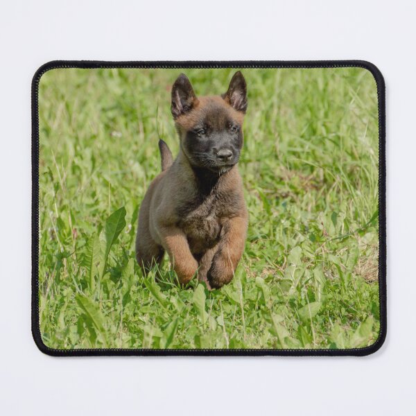 Item preview, Cute Belgian Malinois Puppy Running designed and sold by VanGaldo.