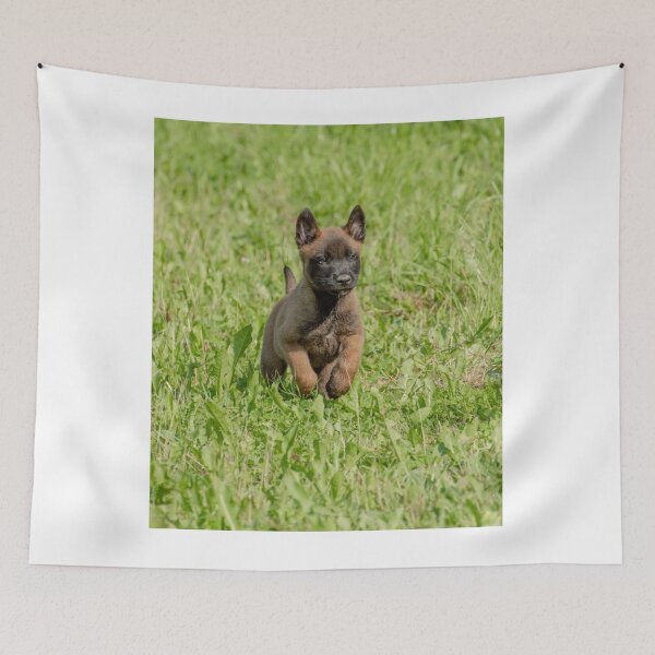 Item preview, Cute Belgian Malinois Puppy Running designed and sold by VanGaldo.